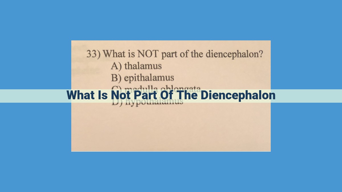 Diencephalon: Unraveled - Distinguishing Thalamus, Hypothalamus, and Epithalamus