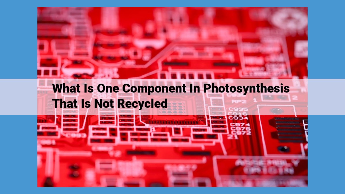 Unveiling the Non-Recycled Component in Photosynthesis: Oxygen's Vital Role and Release