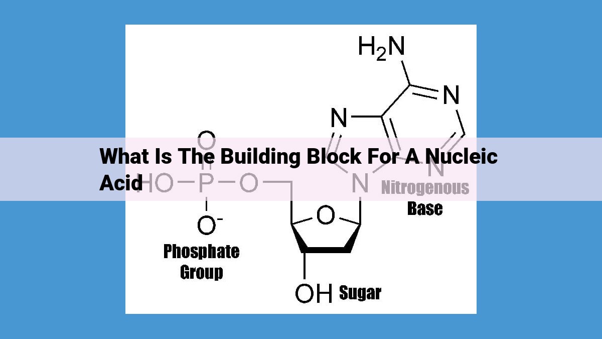 Decoding the Essence of Life: Nucleotides: The Building Blocks of Genetic Material