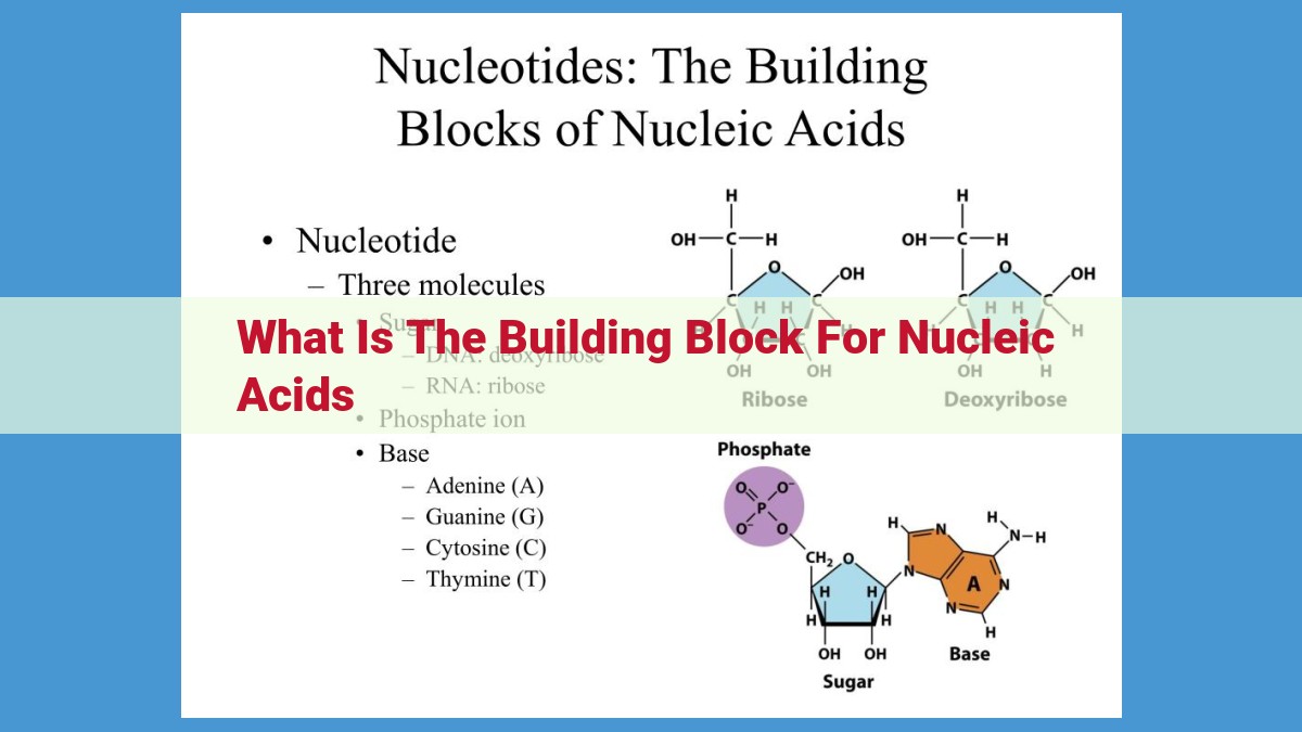 Nucleotides: The Building Blocks of Life's Blueprints (DNA and RNA)