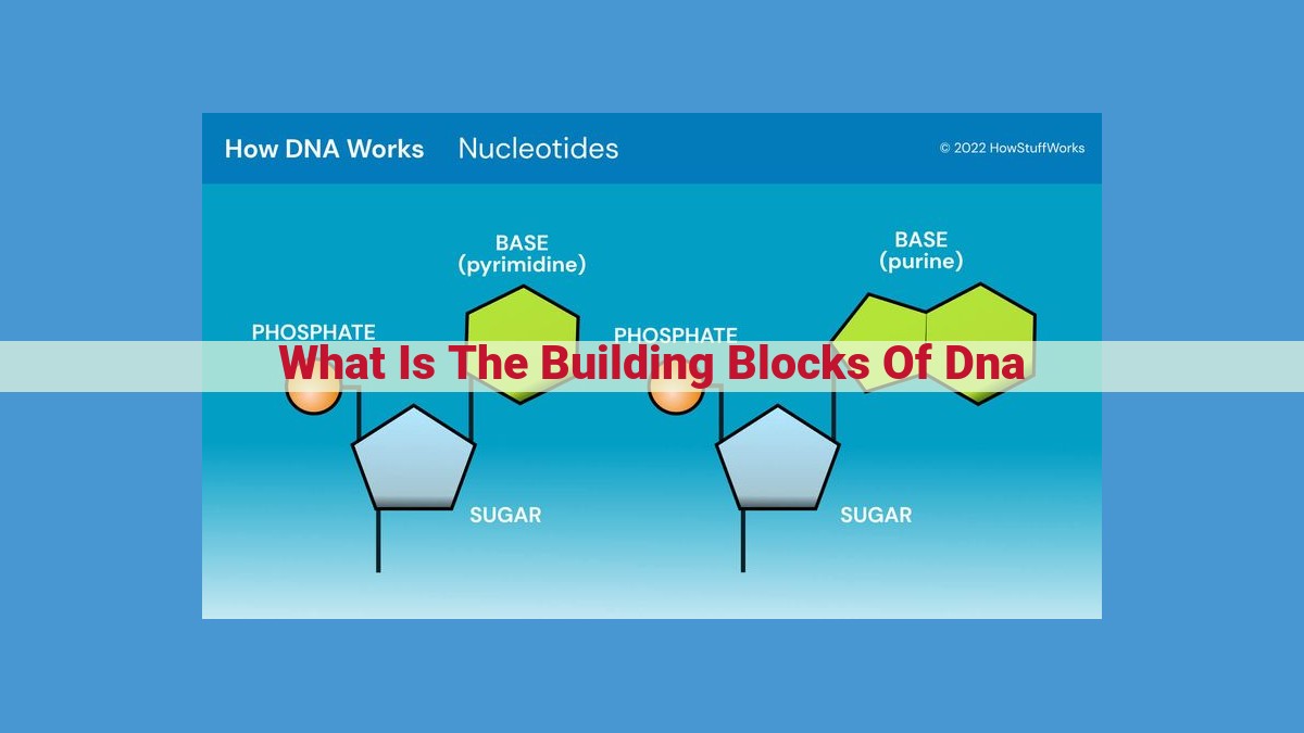 The Building Blocks of DNA: Unraveling the Blueprint of Life