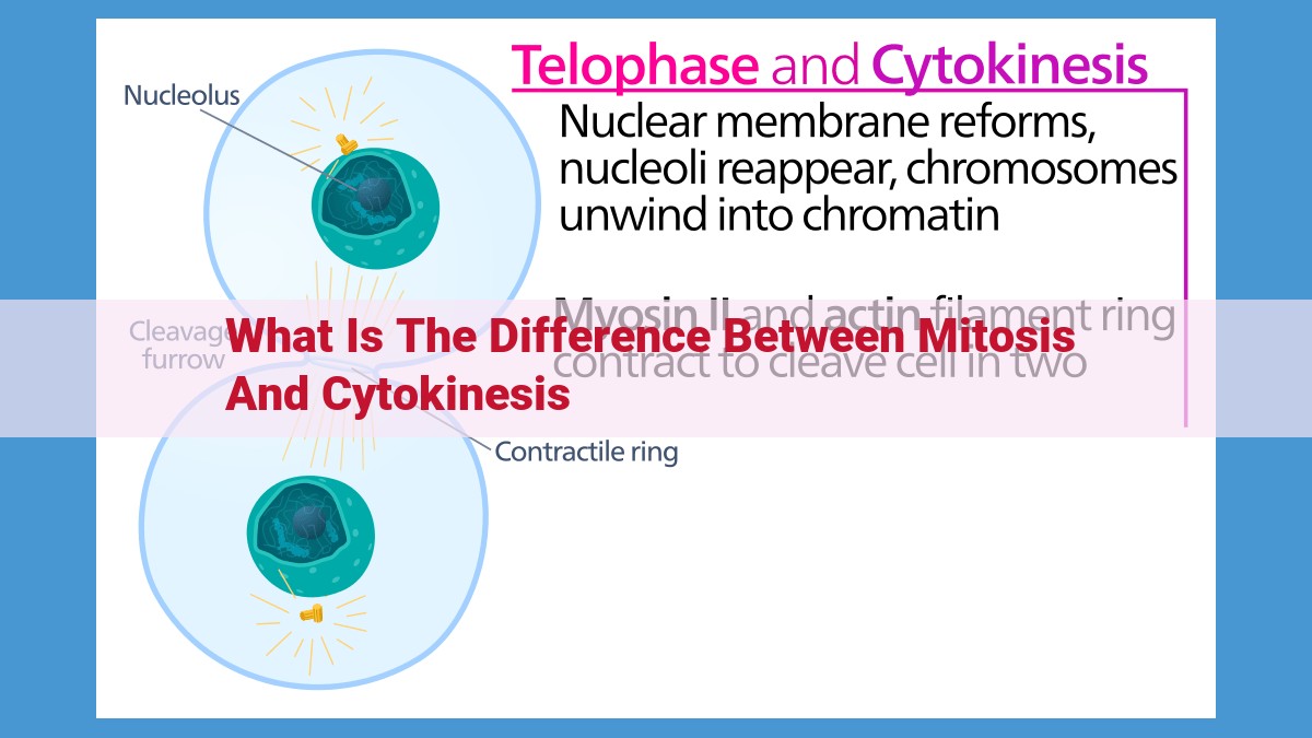 Mitosis and Cytokinesis: Essential Processes for Cell Division and Genetic Stability