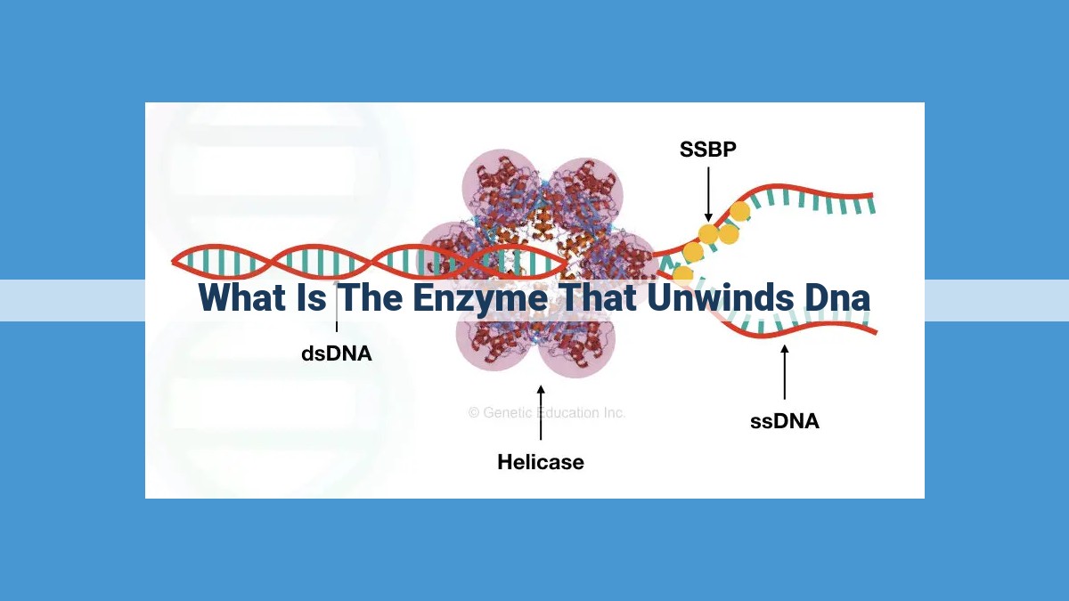 DNA Helicase: Unwinding the DNA Double Helix for Replication and Gene Expression