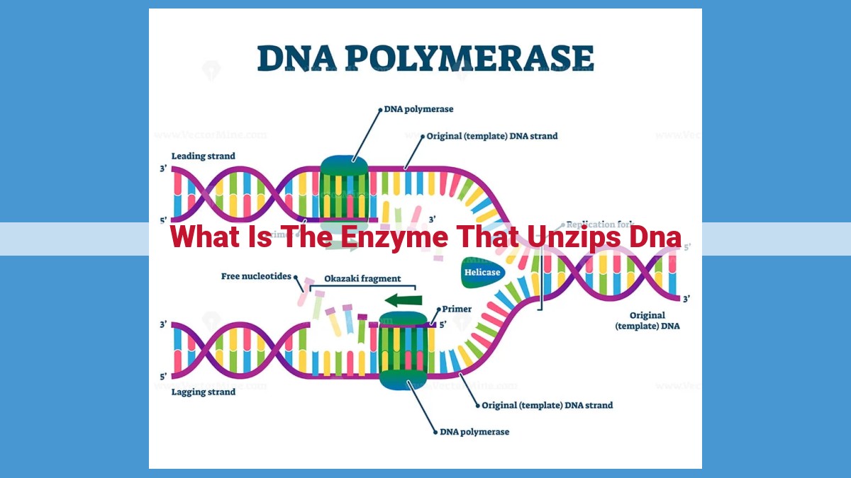 DNA Replication: The Essential Enzymes for Accurate Genetic Copying