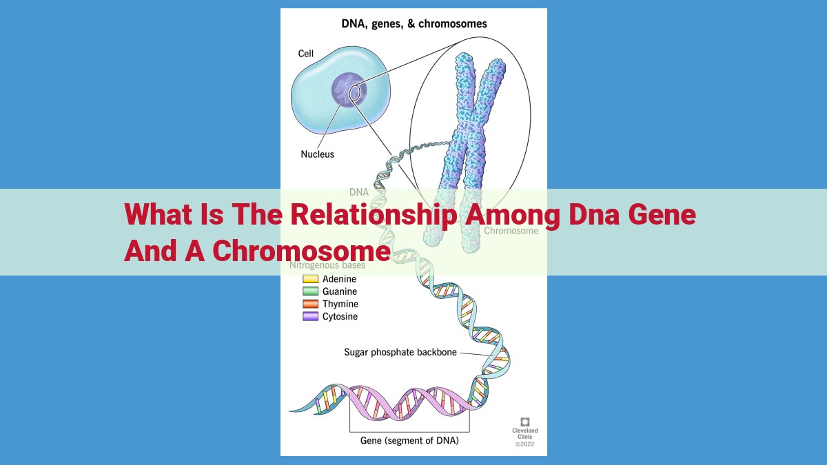 Decoding the DNA Blueprint: Unraveling Heredity and Variation