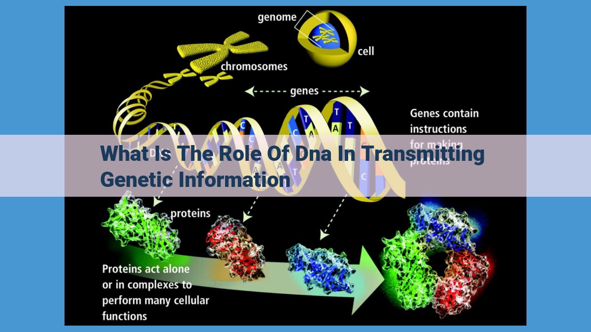 Understanding the Central Role of DNA in Life: Genetics and Beyond