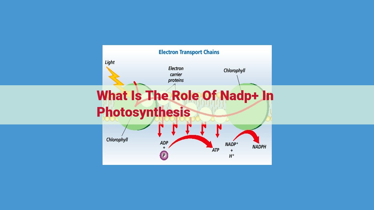 Unveiling NADP+: The Photosynthesis Powerhouse Fueling Life on Earth