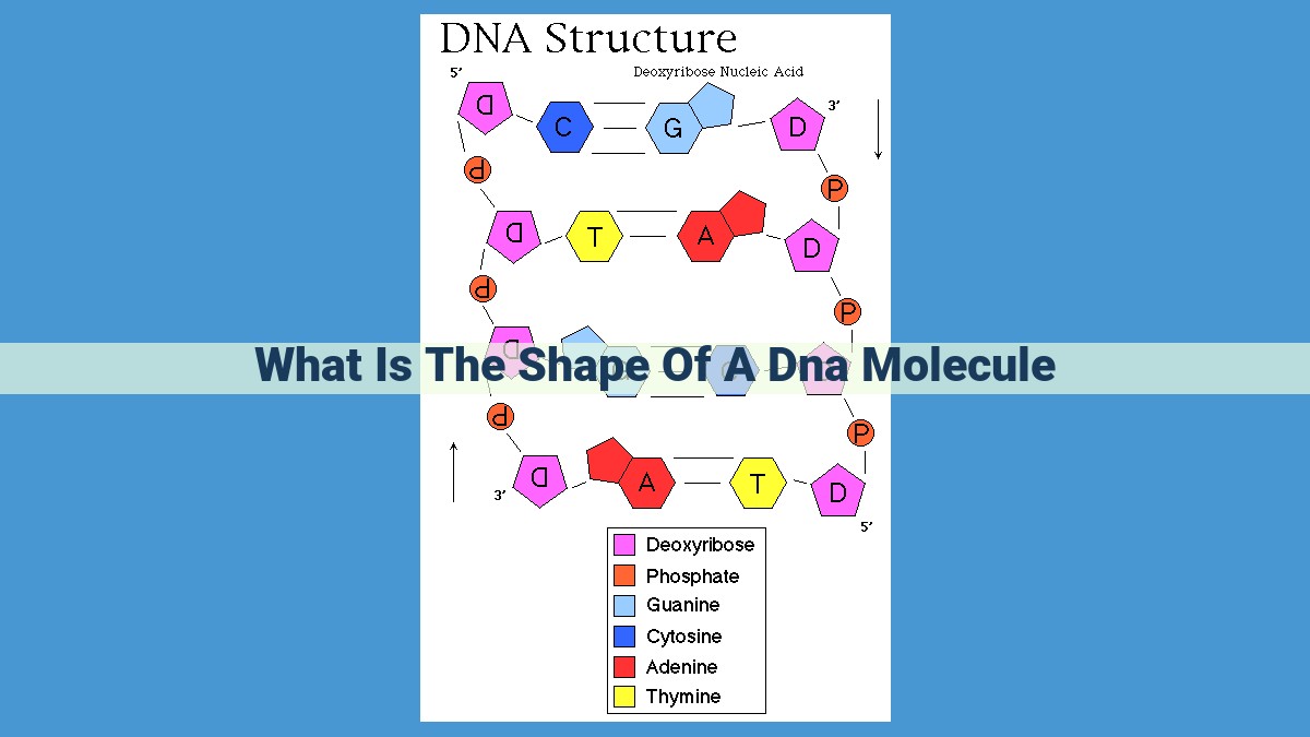 Understanding DNA's Double Helix Structure: A Blueprint for Genetic Information