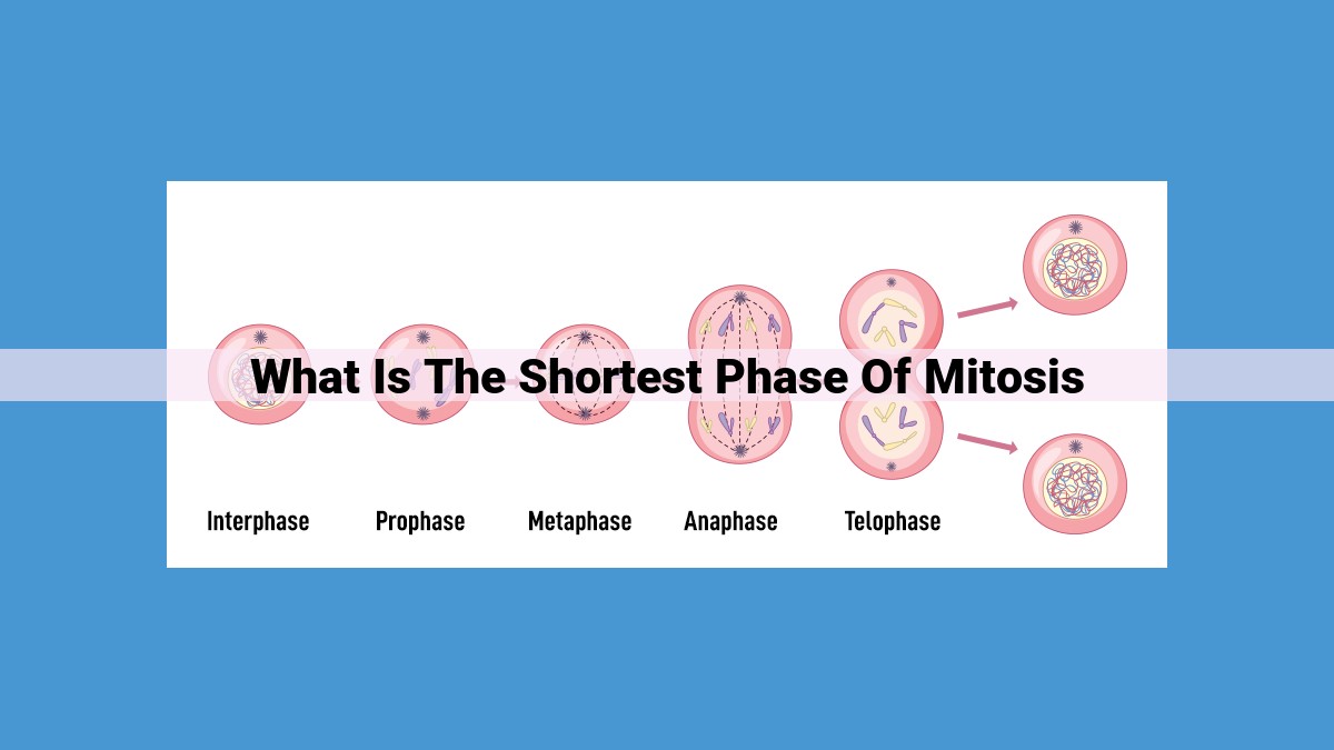 Metaphase: Key to Accurate Cell Division and Genetic Stability in Mitosis