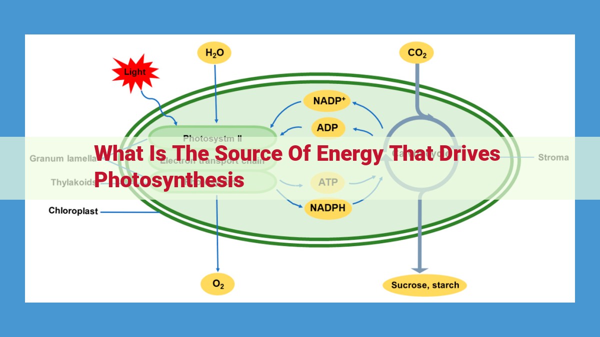 Unlocking Photosynthesis: How Plants Convert Light into Energy for Life