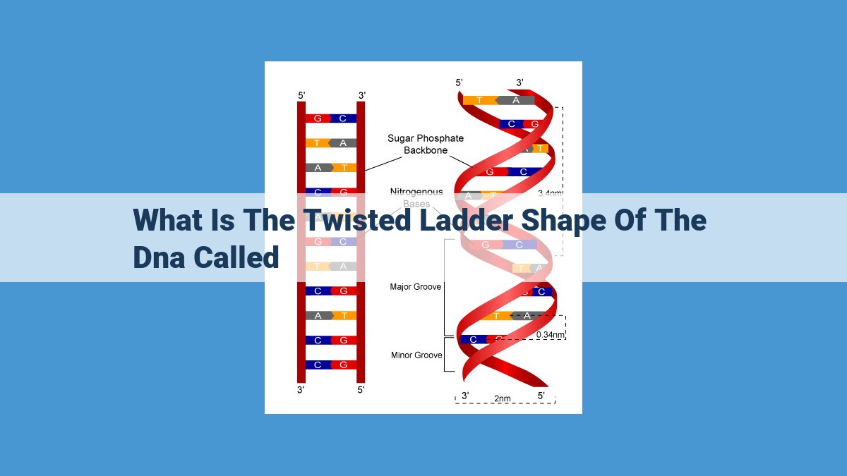 Unveiling the Double Helix: The Twisted Ladder of DNA and Its Genetic Significance