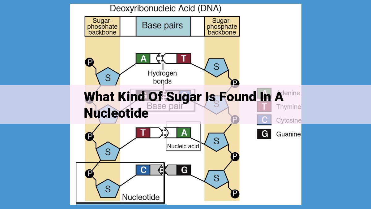 Discover the Role of Sugars in Nucleotide Structure: Understanding Ribose and Deoxyribose