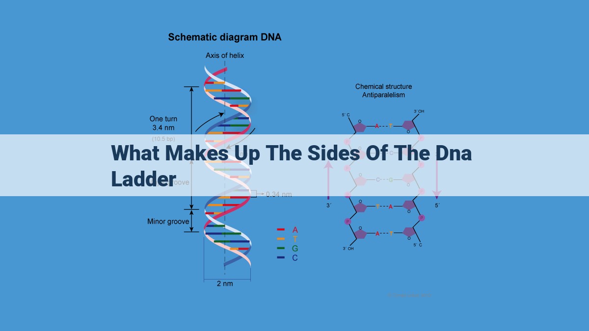 The Structure of DNA: Understanding the Double Helix and Its Components