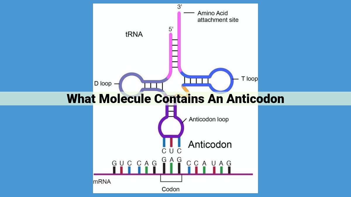 Unlocking the Role of Anticodons: Essential Components for Precise Protein Synthesis