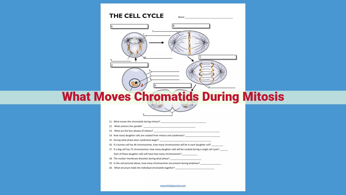 Mitosis: The Microtubule Dance that Divides Cells Accurately