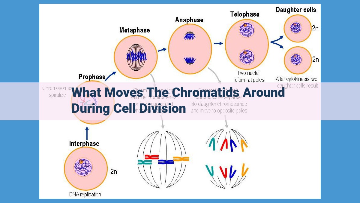 Chromatid Separation During Cell Division: A Microtubule-Driven Odyssey