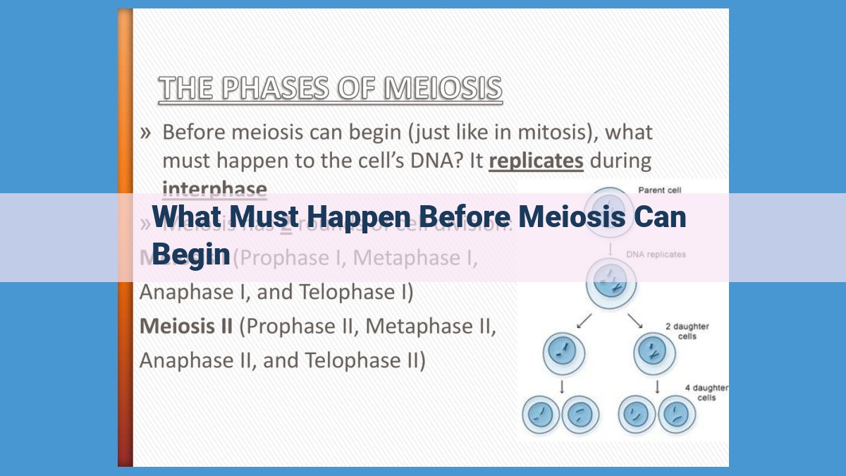 Essential Preparatory Steps for Meiosis: Duplication, Pairing, and Genetic Diversity