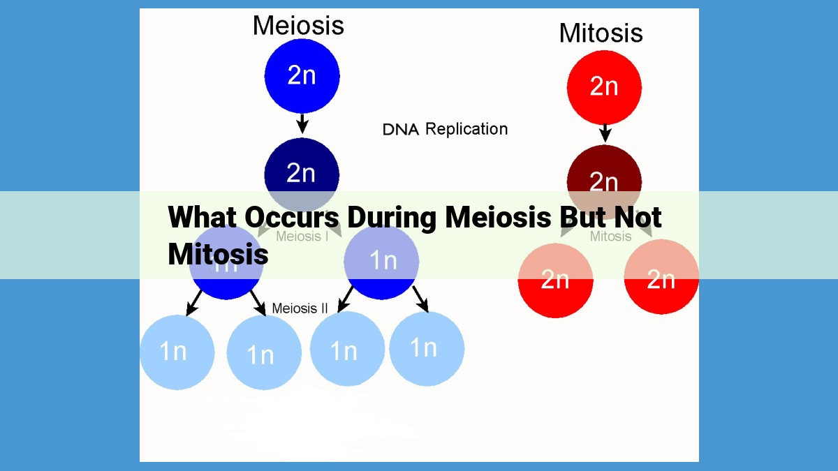 Meiosis: Genetic Diversity and Chromosome Maintenance in Offspring