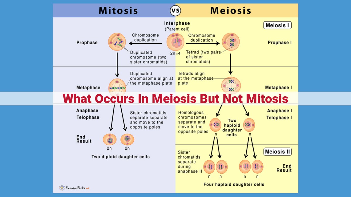 Meiosis: Unique Processes That Differentiate It from Mitosis