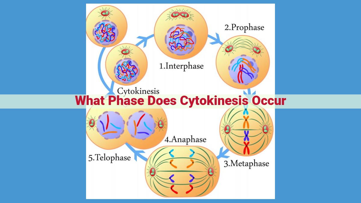 Cytokinesis: The Final Step in Cell Division (Mitosis)