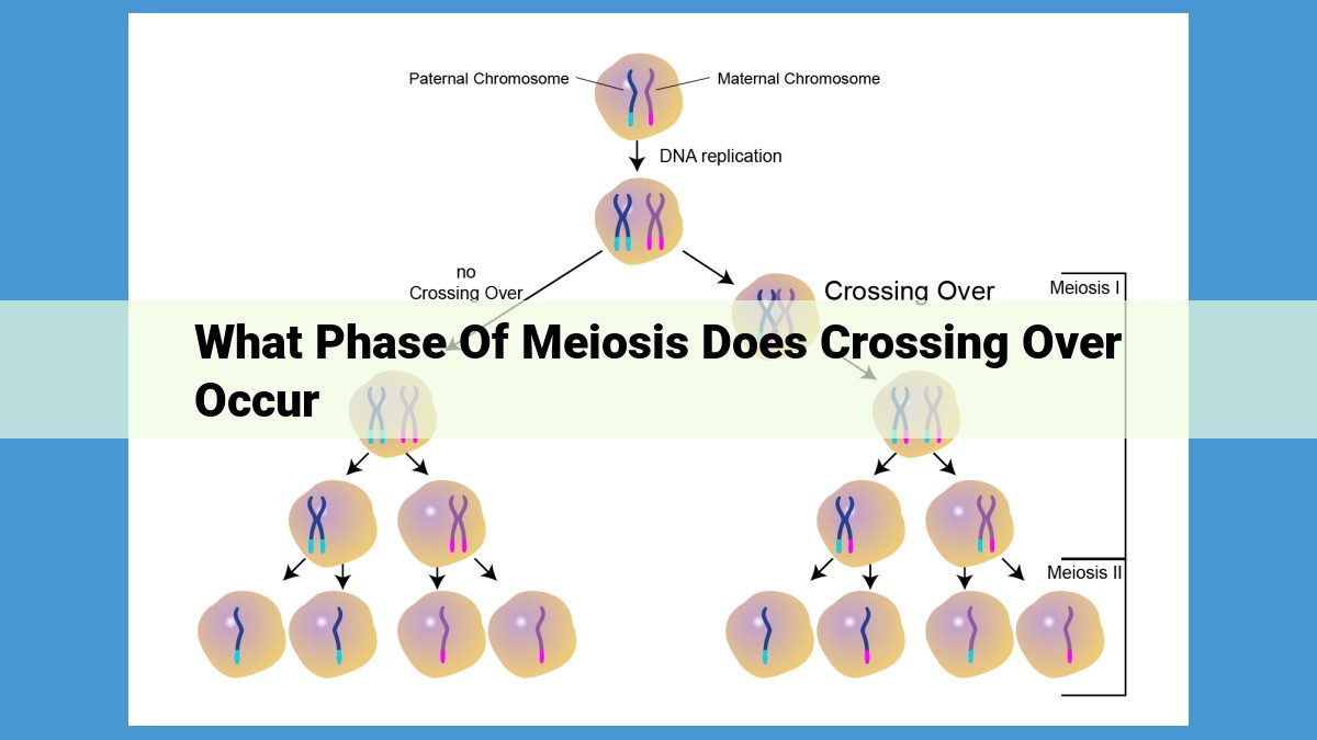 Discover the Importance of Crossing Over in Meiosis: Enhancing Genetic Diversity and Evolution