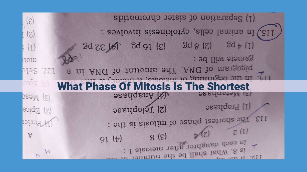 Metaphase: Crucial Alignment for Accurate Chromosome Segregation