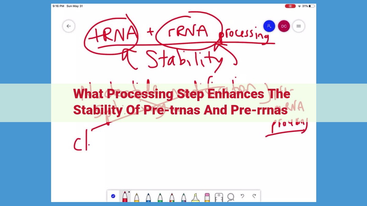 Enhance Stability of Pre-tRNAs and Pre-rRNAs: Exploring Trimming and Protective Modifications