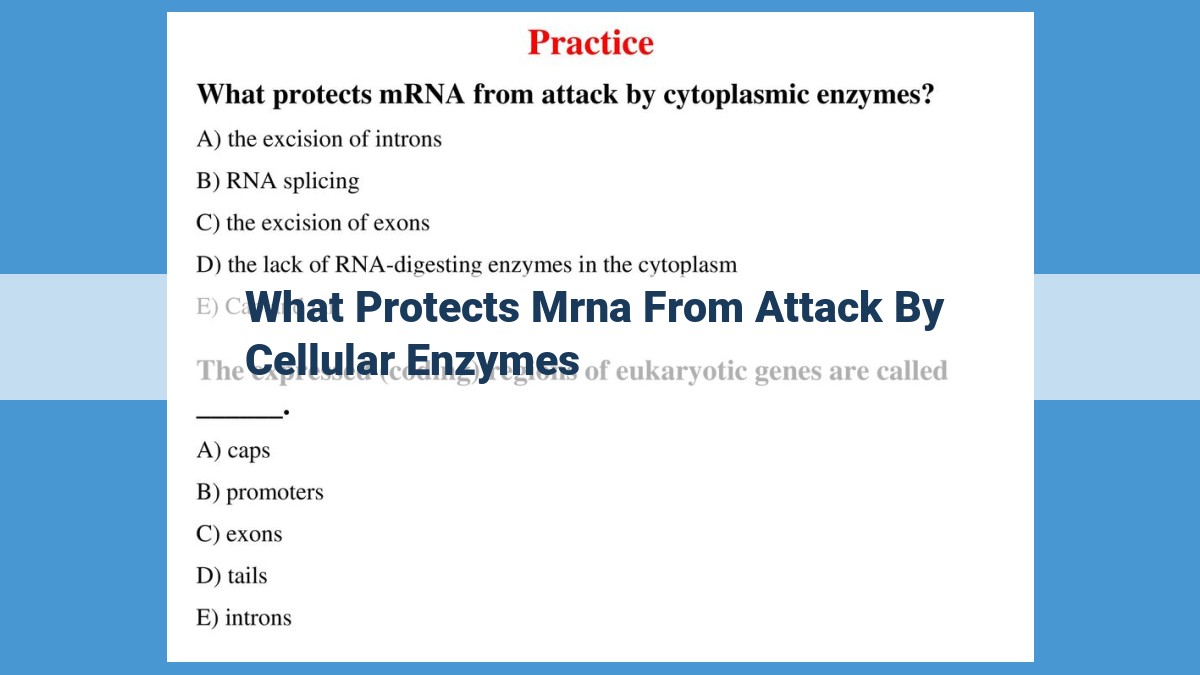 The Essential Trio: How the 5' Cap, 3' Poly(A) Tail, and RNA Splicing Protect mRNA