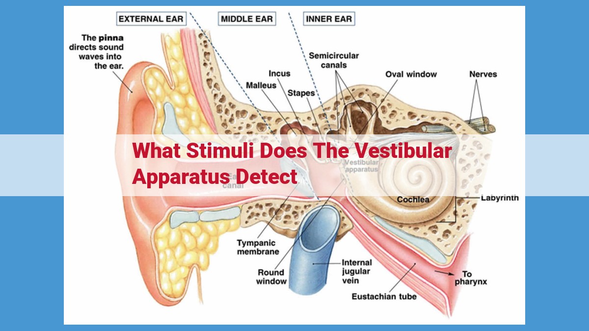 The Vestibular Apparatus: Key to Understanding Balance and Spatial Navigation