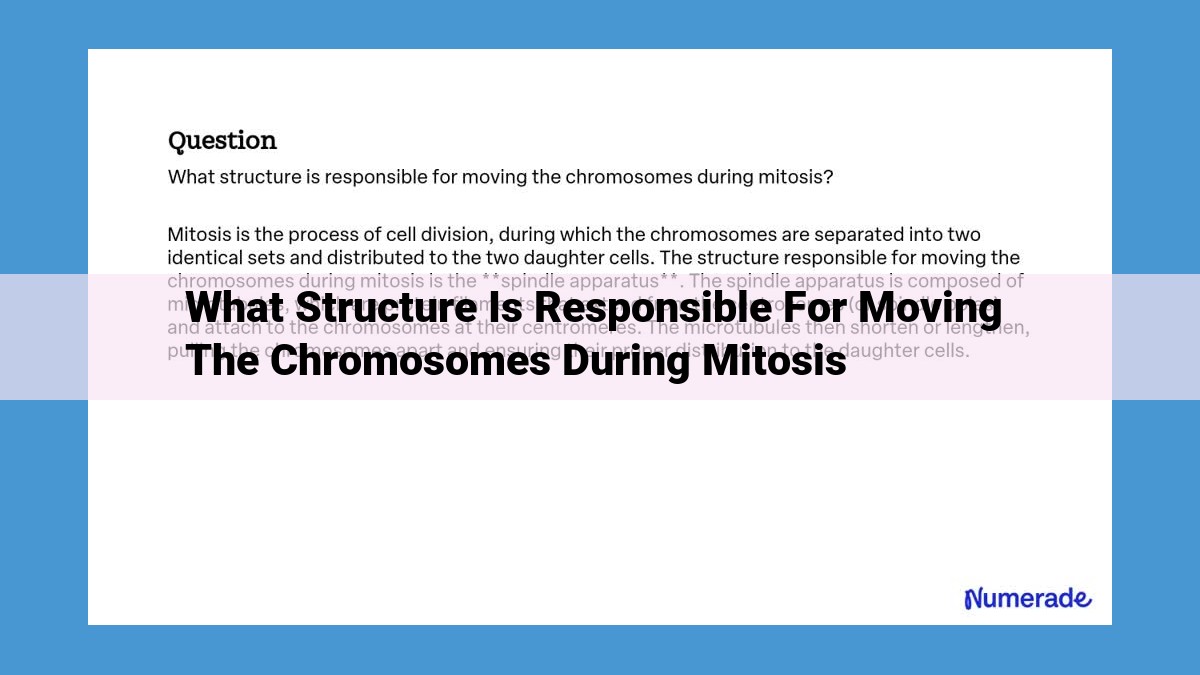 Mitosis: Unveiling the Intricate Dance of Centrosomes, Microtubules, and Kinetochores