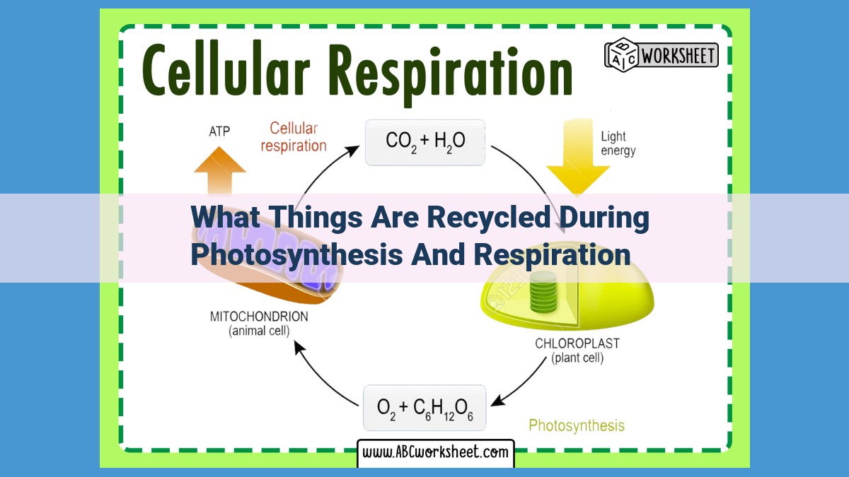 Essential Processes: Photosynthesis and Respiration in the Earth's Life Cycle