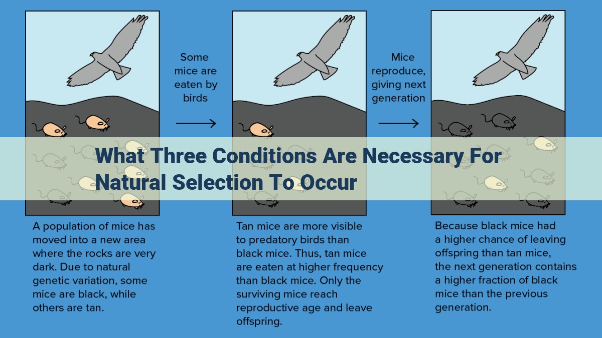 Natural Selection: Essential Conditions for Evolution