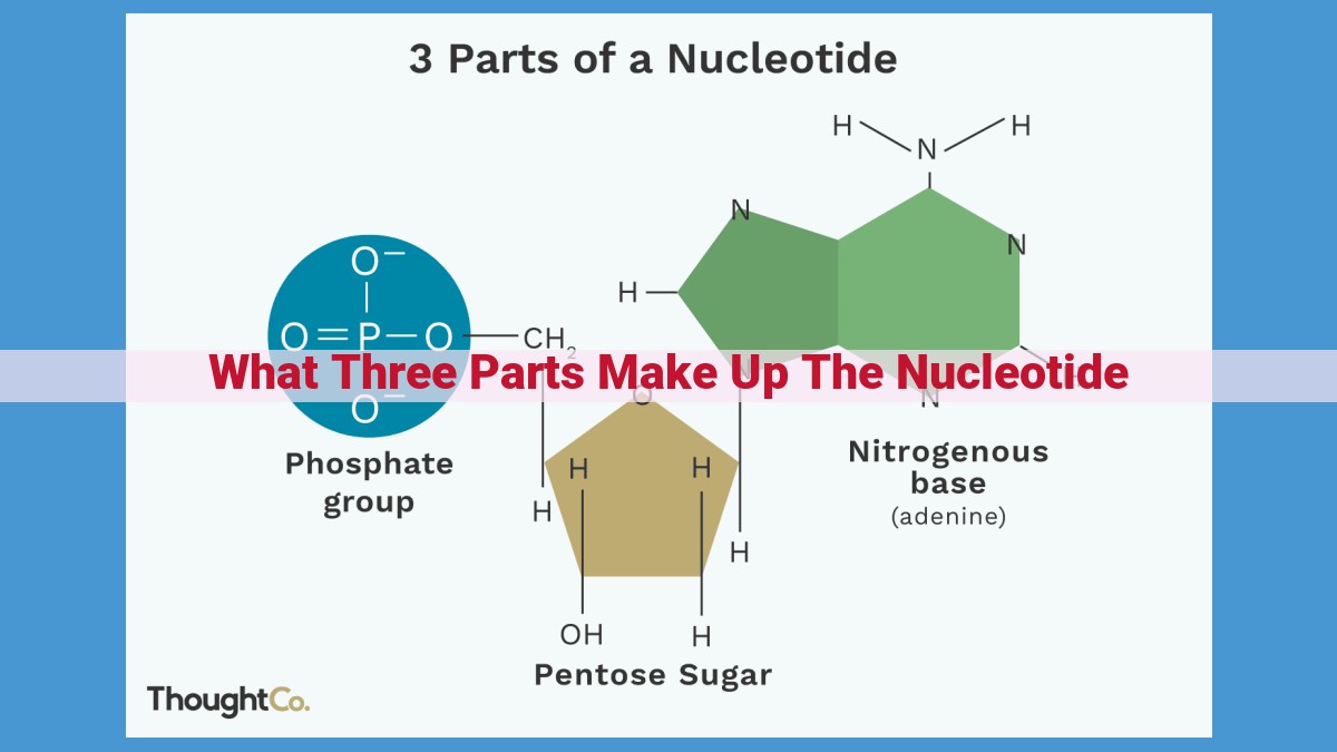 Understanding Nucleotides: The Essential Components of Genetic Code