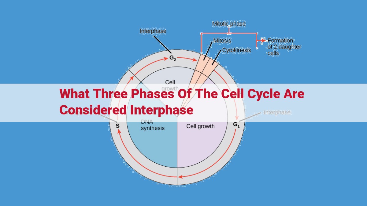 The Cell Cycle's Interphase Phases: G1, S, and G2 - Unraveling Cell Growth, Replication, and Preparation