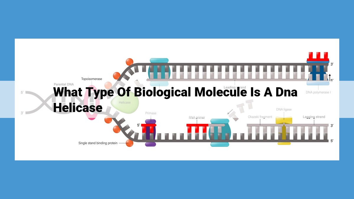 DNA Helicase: The Key to DNA Replication and Protein Synthesis