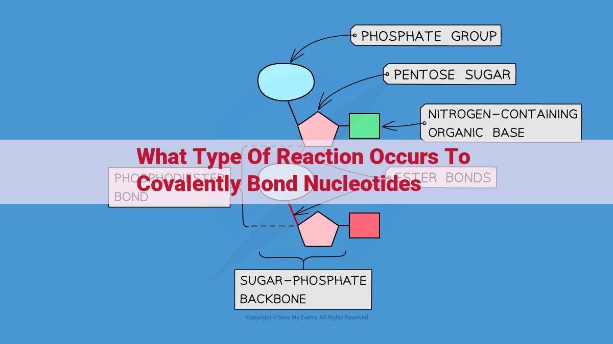 Dehydration Synthesis: Understanding Nucleotide Bonding for Nucleic Acid Formation